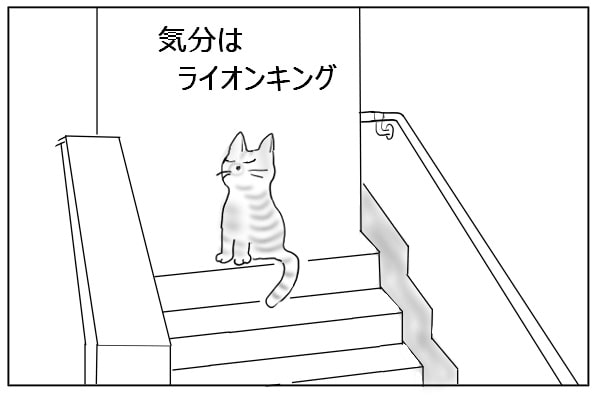 階段の上の猫