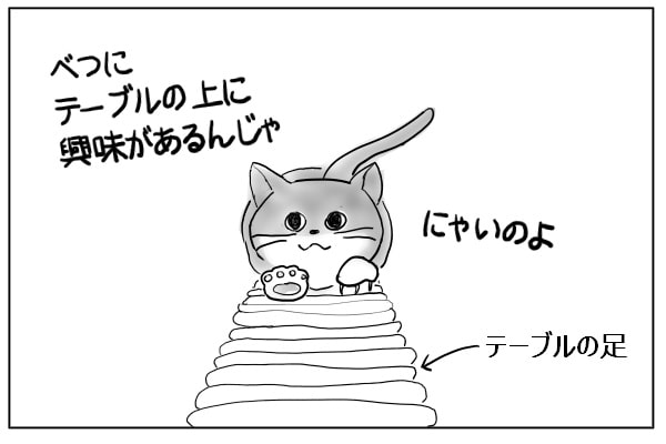 上から見た猫