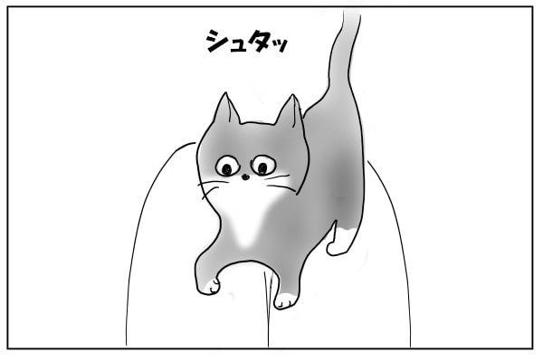 膝に乗る猫