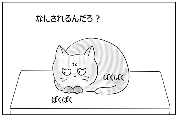 固まる猫