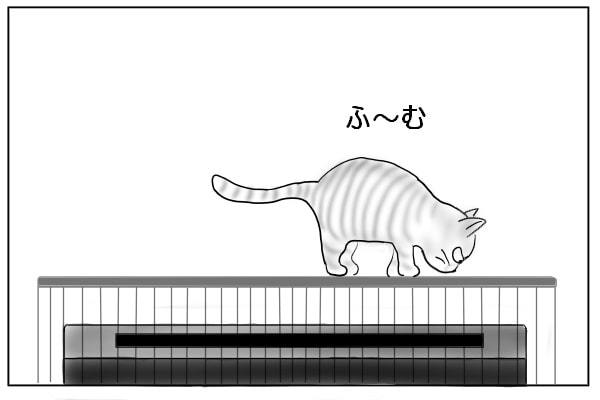 囲いの上を歩く猫