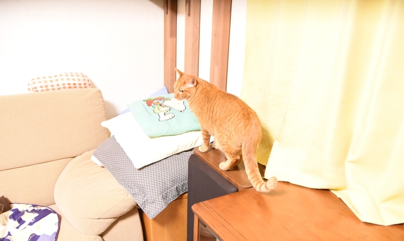 探索する猫