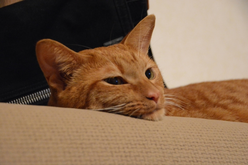 うとうとする猫