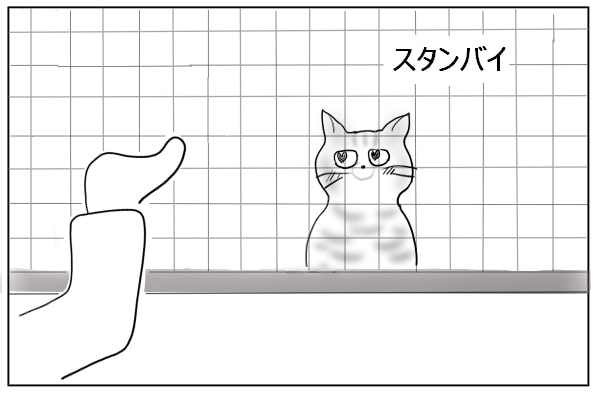 待ち構える猫