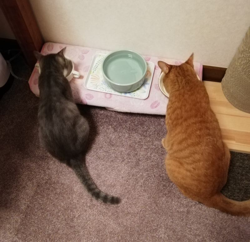 食事する猫