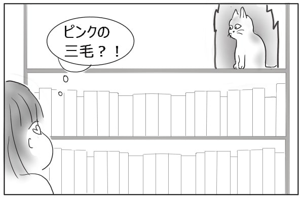 三毛猫