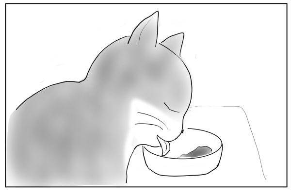 食べるのが下手な猫