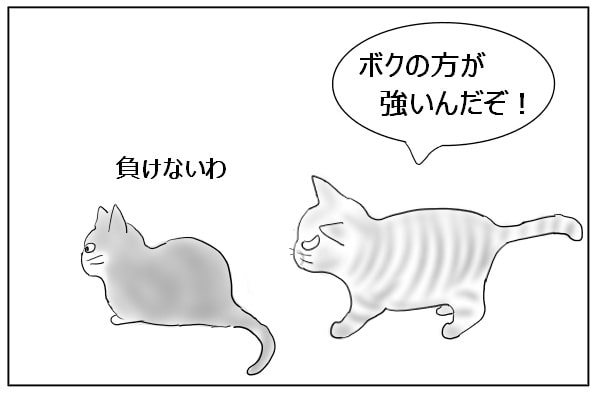自分の方が強いと主張する猫