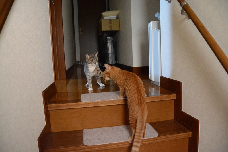 猫パンチ