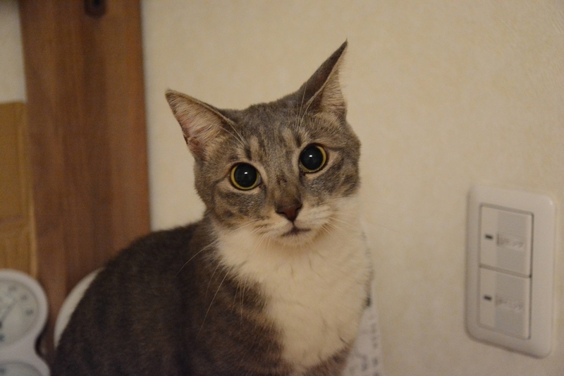 こっちを見る猫