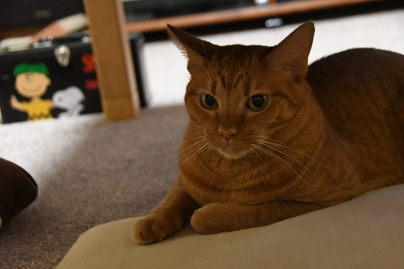 テーブル下の猫