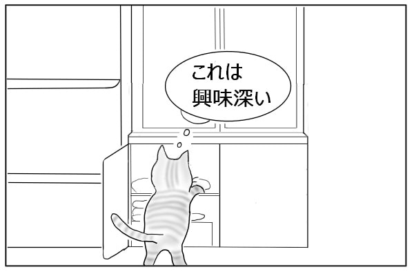 探検する猫