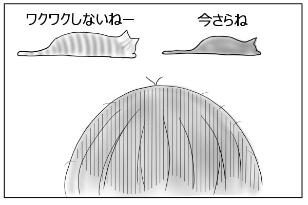 寝ている猫