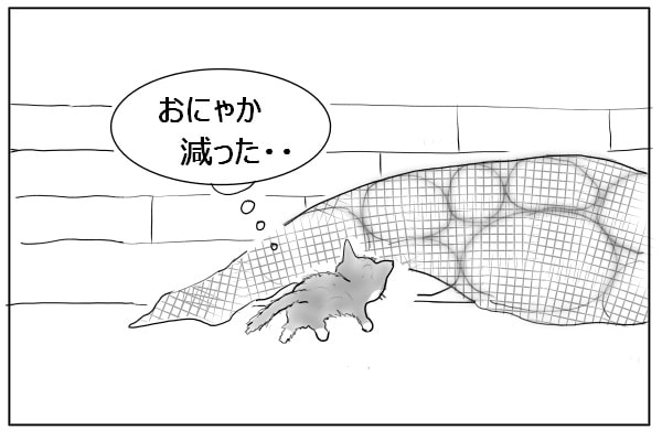 ゴミを漁る猫