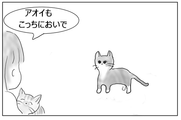 ジッと見ている猫