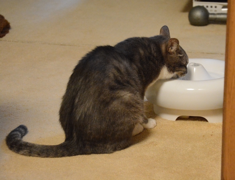 水を飲む猫