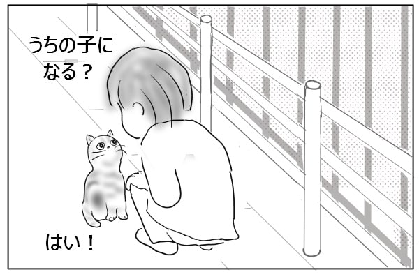 野良猫と私