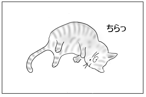 見上げる猫