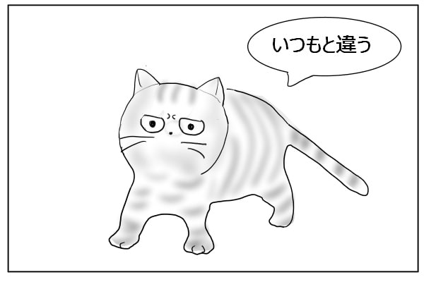 訝し気な猫