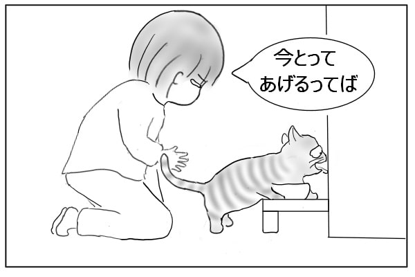 壁をなめる猫