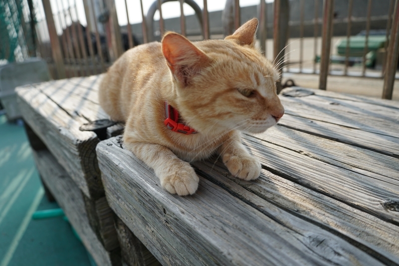 海風にあたる猫