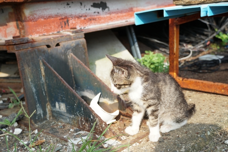 陽だまりの猫