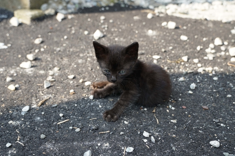 振り向いた猫