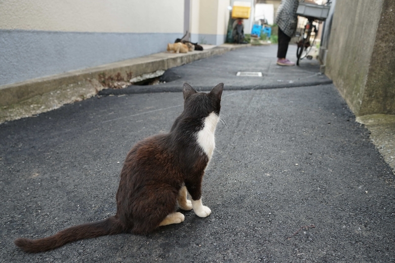 路地の猫