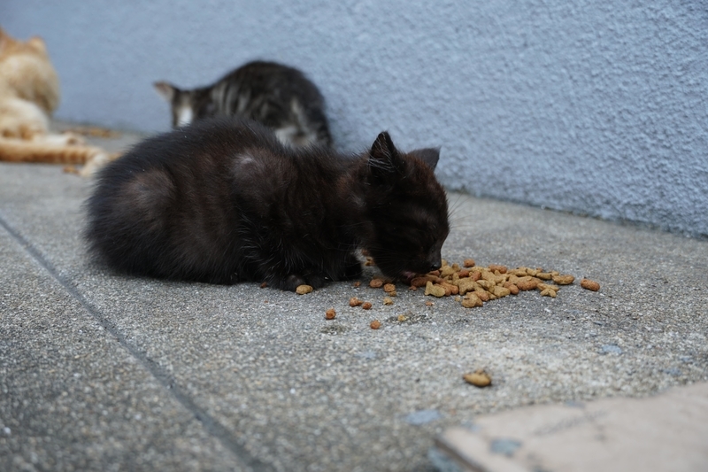 食べる猫