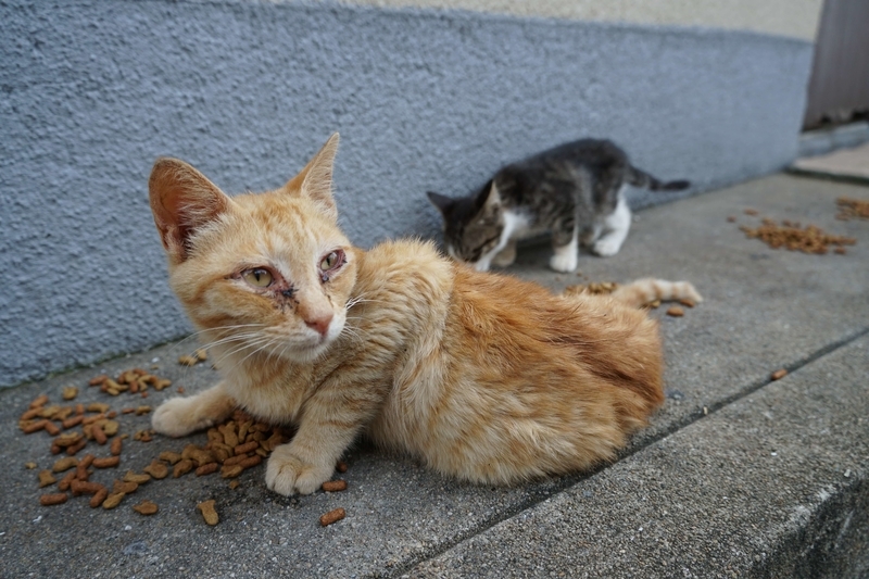 猫に近寄ると