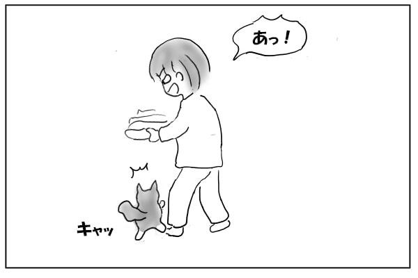 行く手を阻む猫