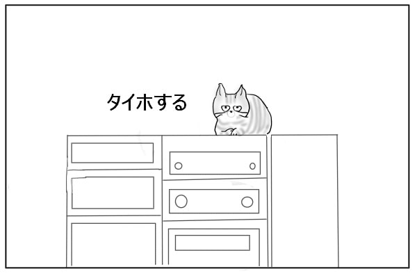 怒る猫