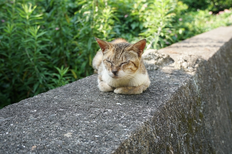 目をつむる猫