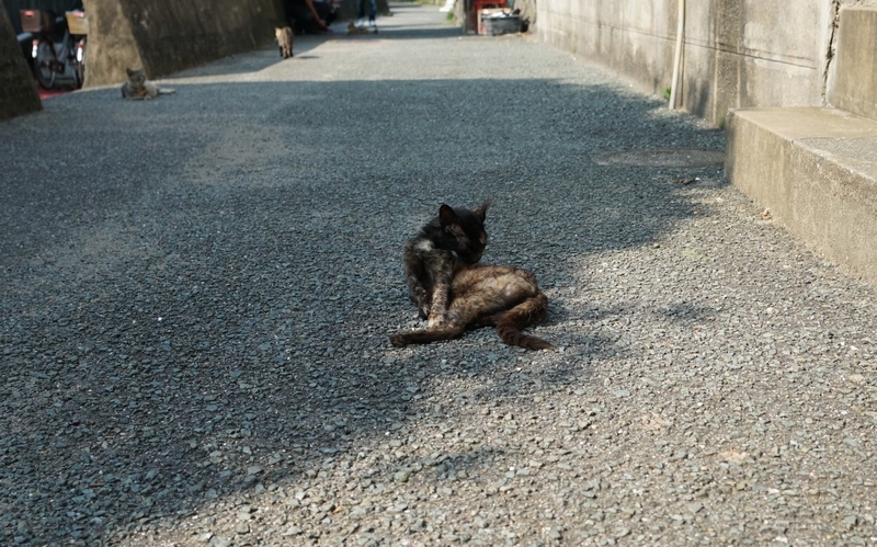 毛づくろいする猫