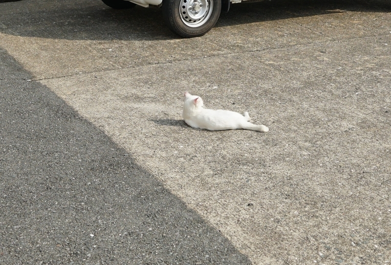 駐車場の猫