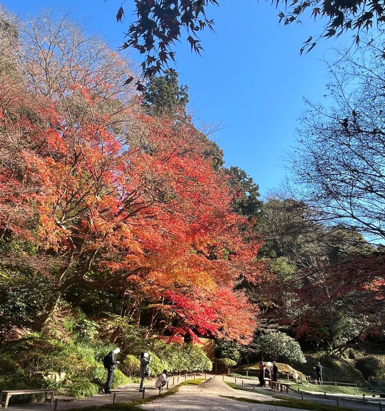 庭園の紅葉