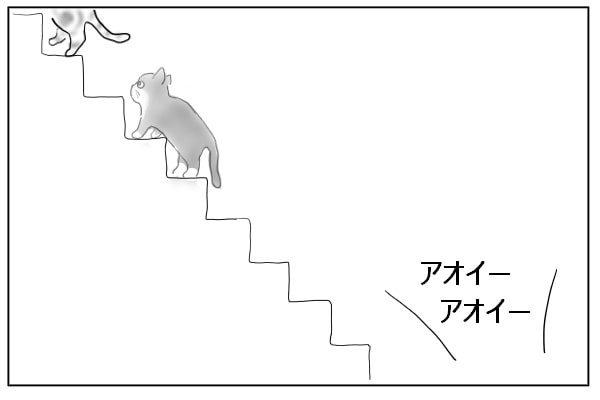 階段を上る猫