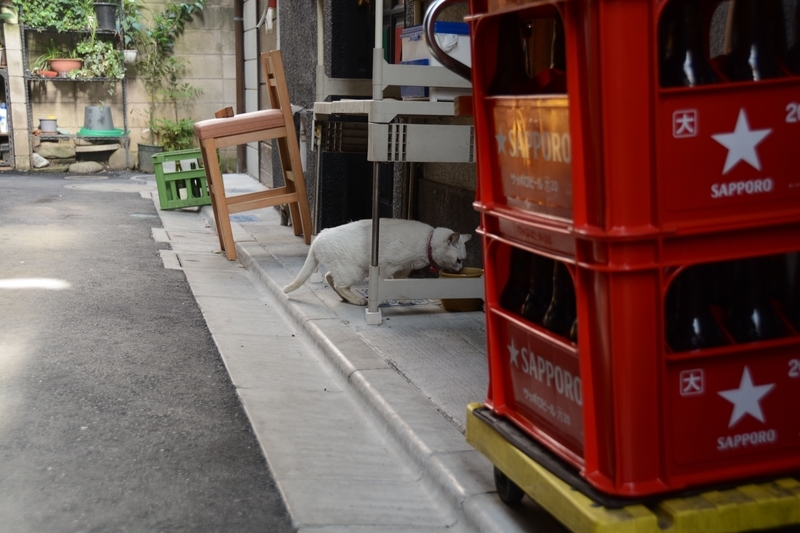 谷中銀座の猫