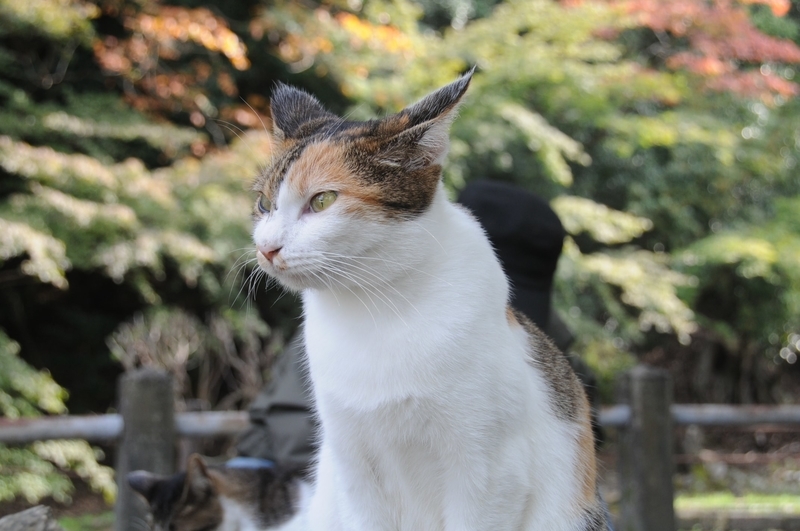 哲学の道の猫