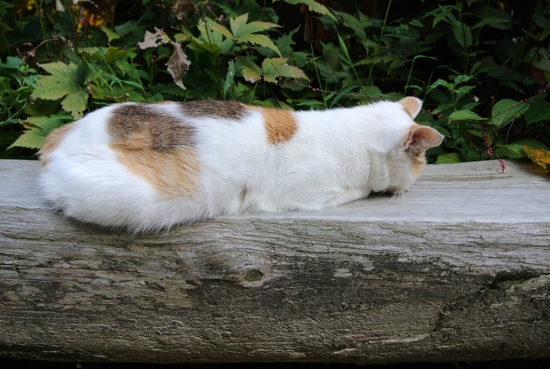 浄瑠璃寺の猫