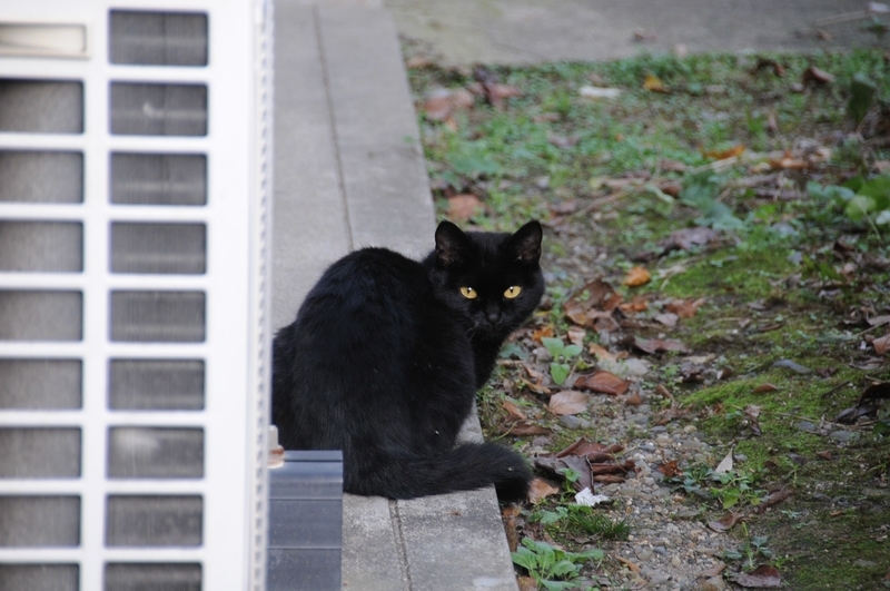 嵯峨野の猫