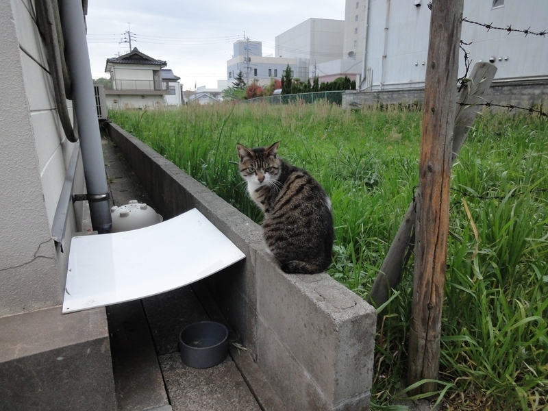 駅で見かけた猫