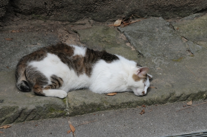 出雲大社の猫