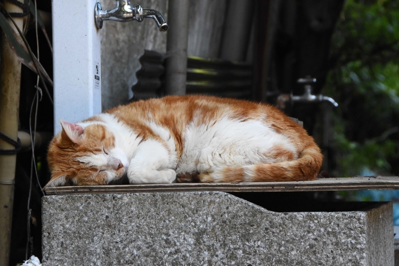 江の島の猫