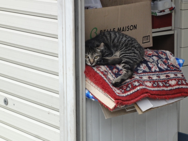 下呂温泉の猫