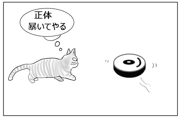 警戒する猫