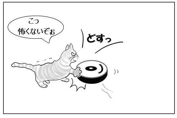 戦いを挑む猫