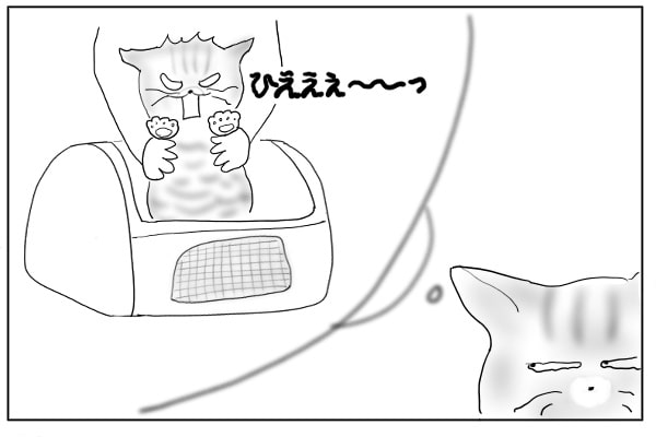 思い出した猫