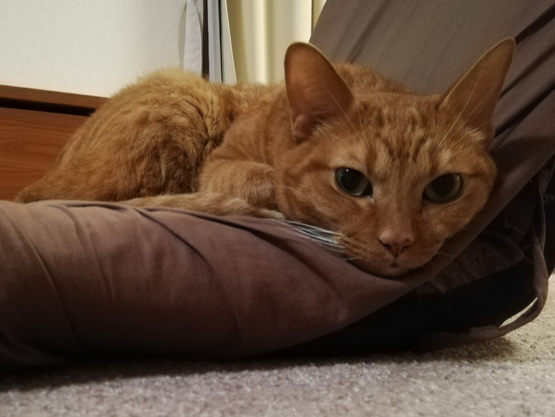 座椅子の猫