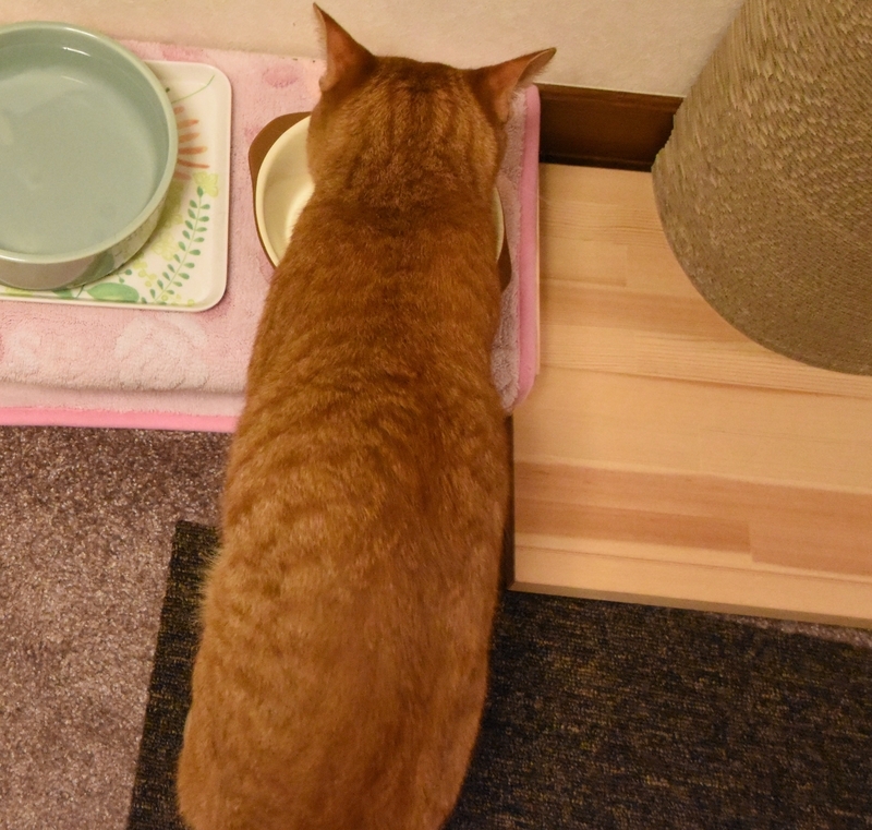 ごはんを食べる猫